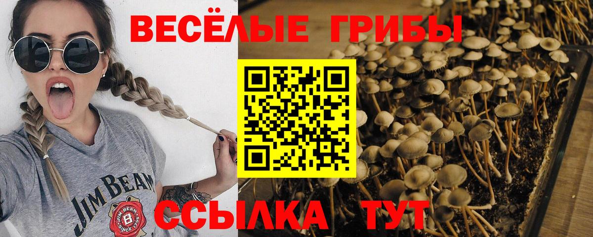 Галлюциногенные грибы GOLDEN TEACHER  Галлюциногенные грибы мицелий  Вход с VPN  Торжок 